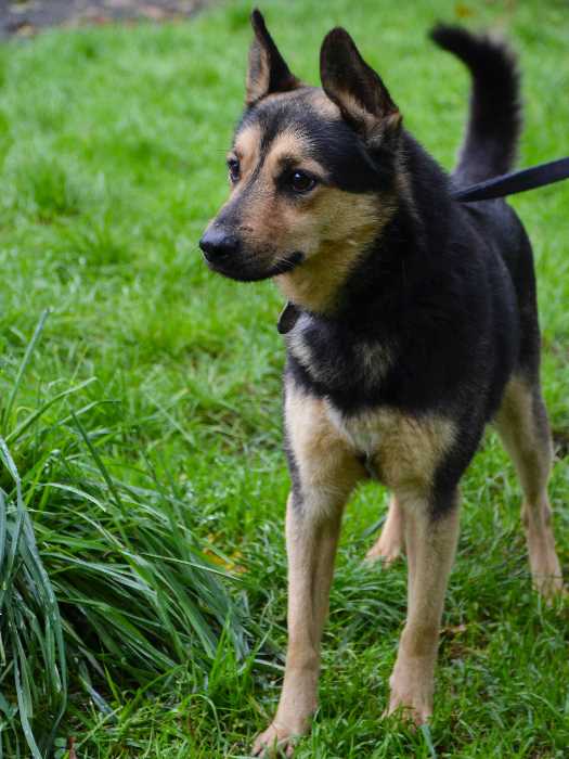 Hundefreunde kennenlernen